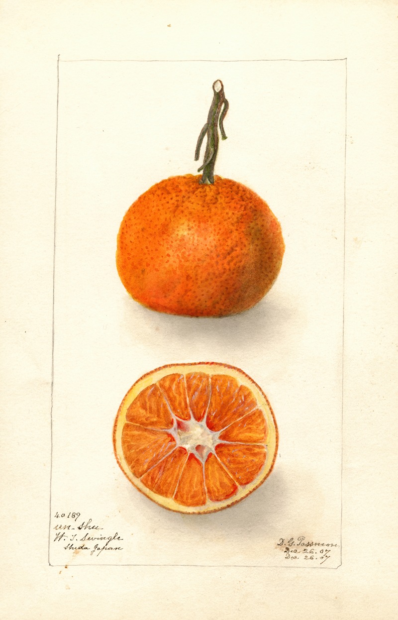 ウンシュウミカン(Citrus unshiu)の古い植物図版