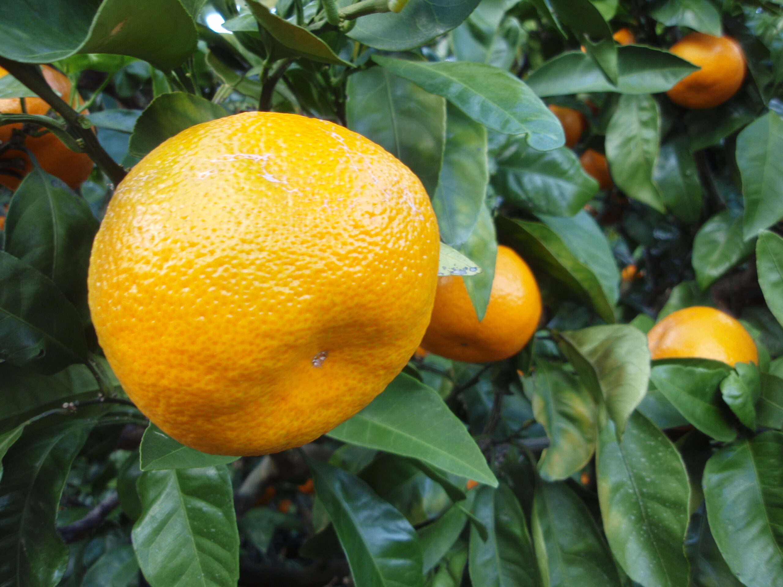 ウンシュウミカン(Citrus unshiu)の植物・果実画像