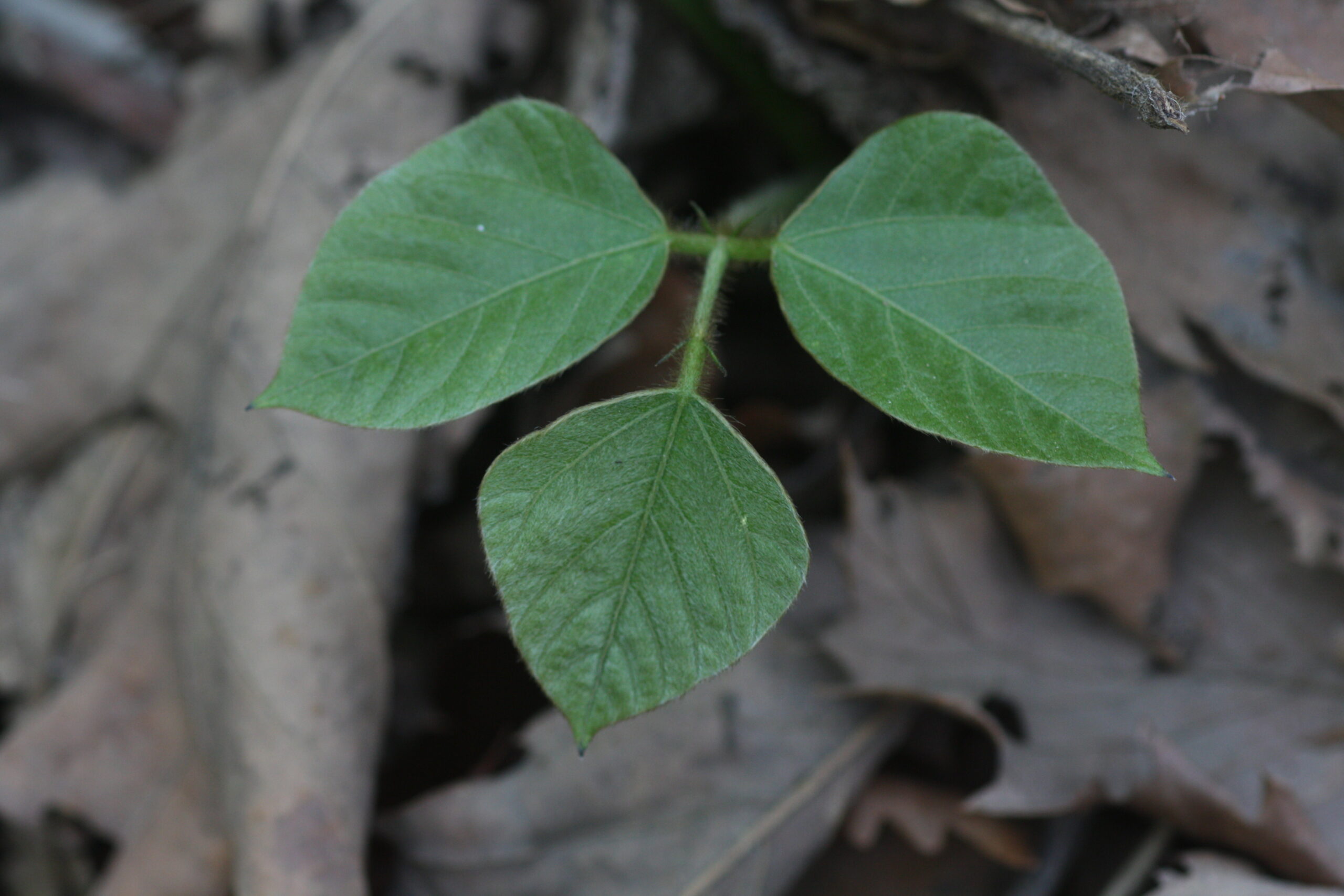 クズ（Pueraria lobata）の若葉の画像