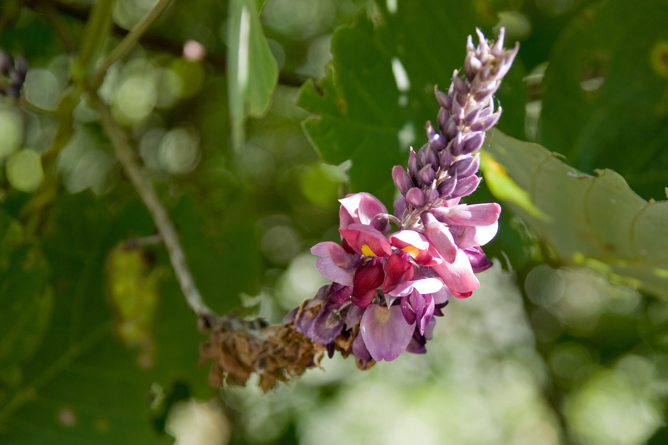 クズ（Pueraria lobata）の植物画像