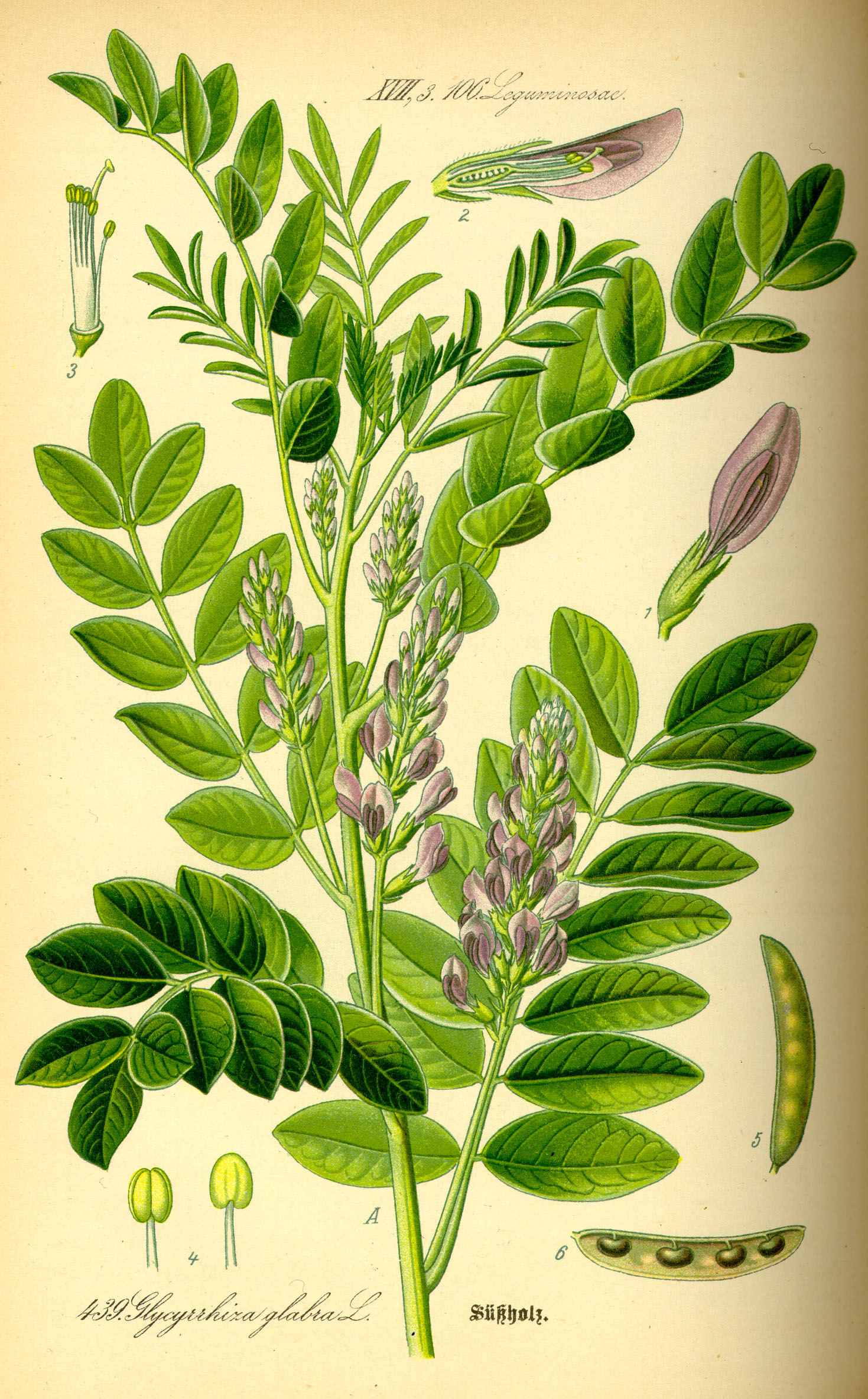 甘草(Glycyrrhiza glabra)の古い植物図版
