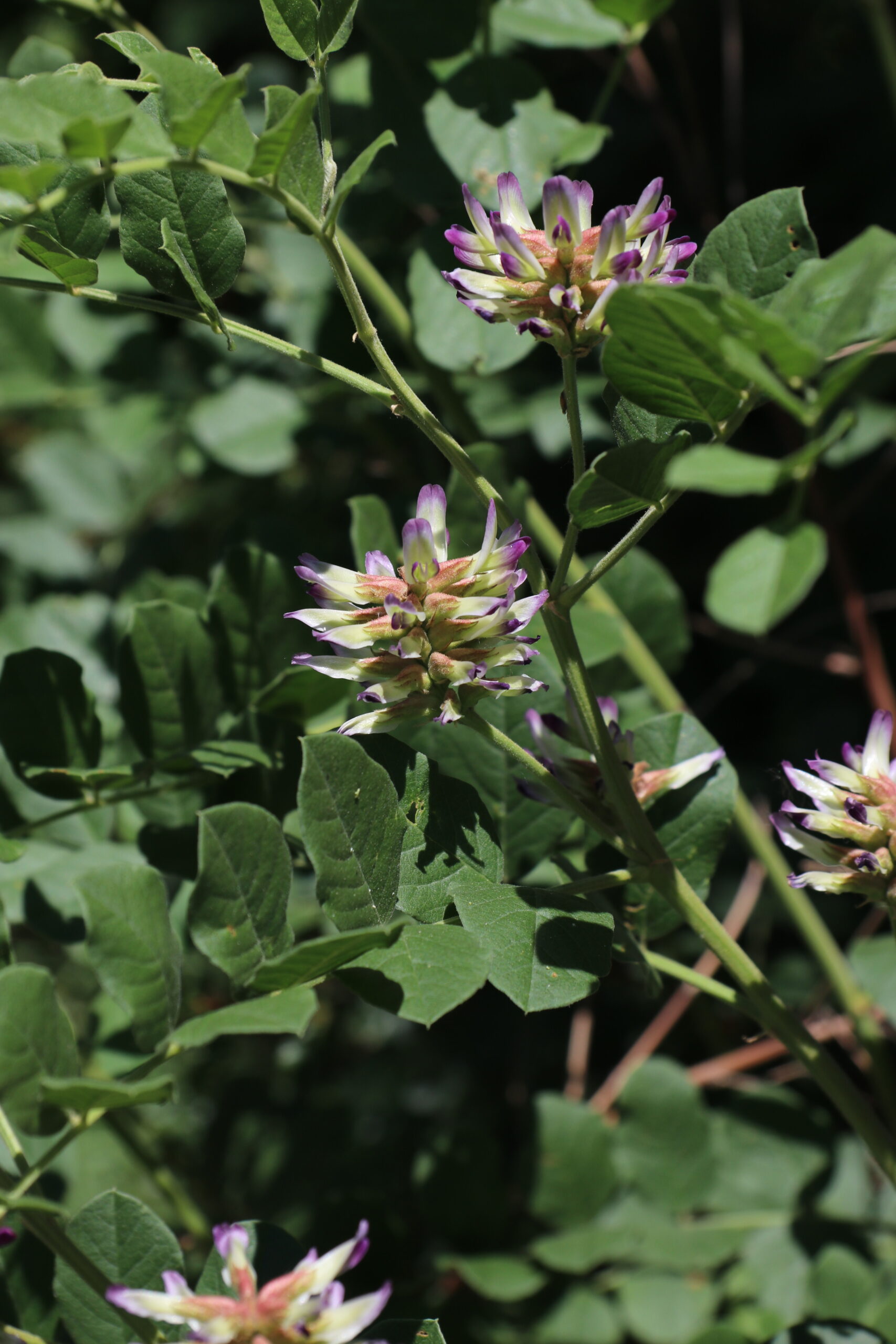 甘草(Glycyrrhiza uralensis)の植物画像
