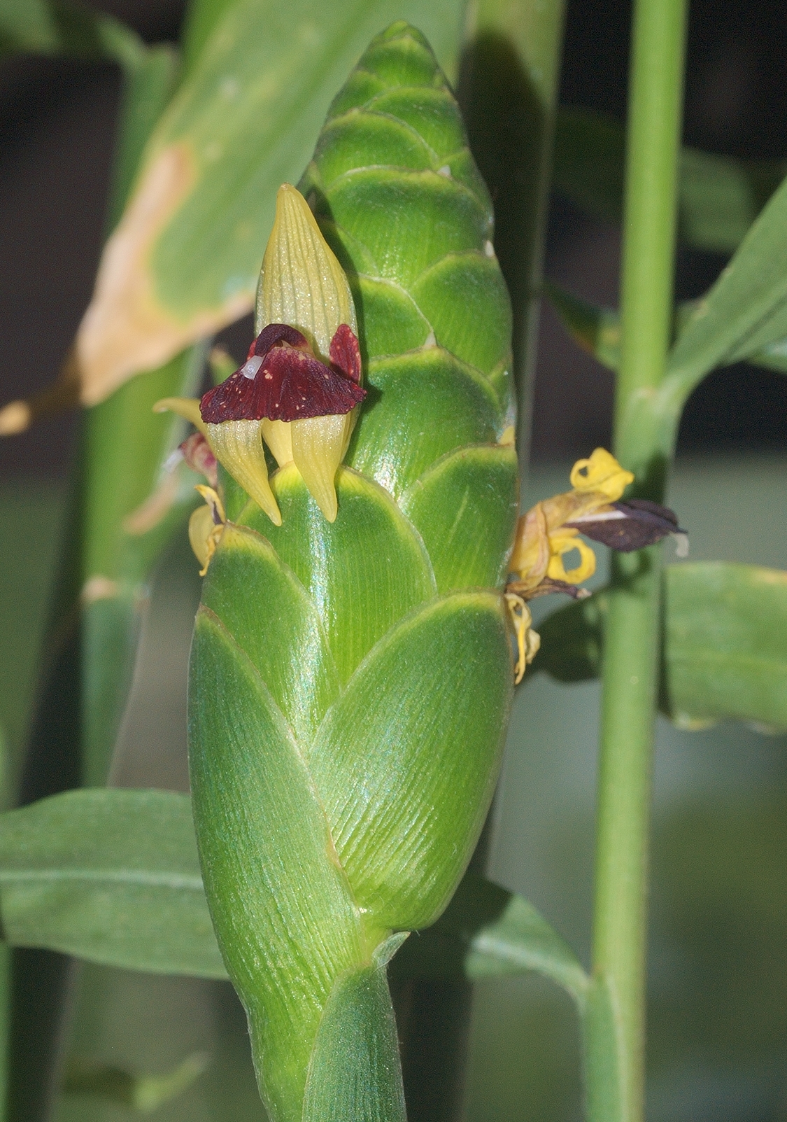 ショウガ（Zingiber officinale）の花序の画像