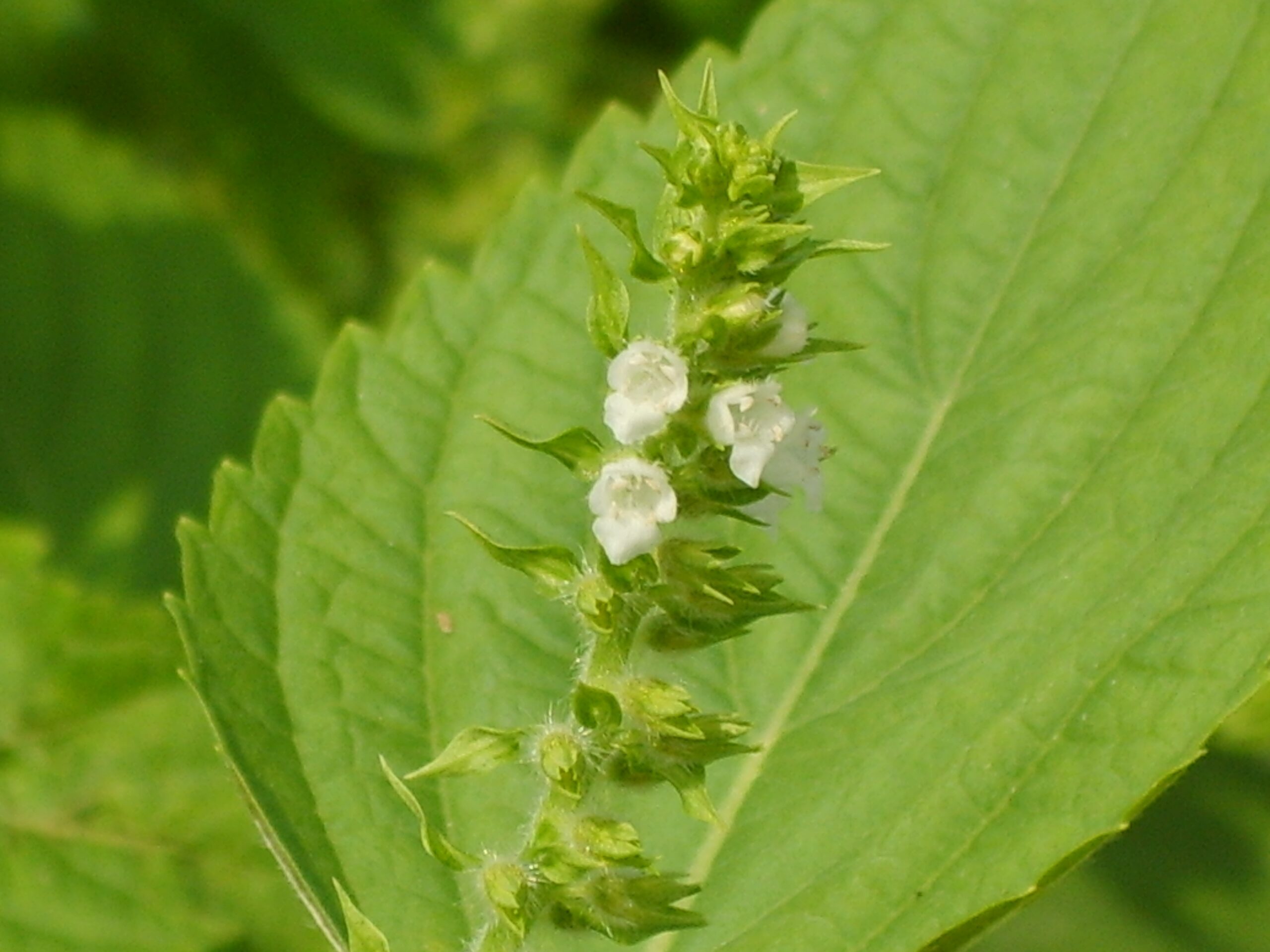 シソ（Perilla frutescens）の花の画像