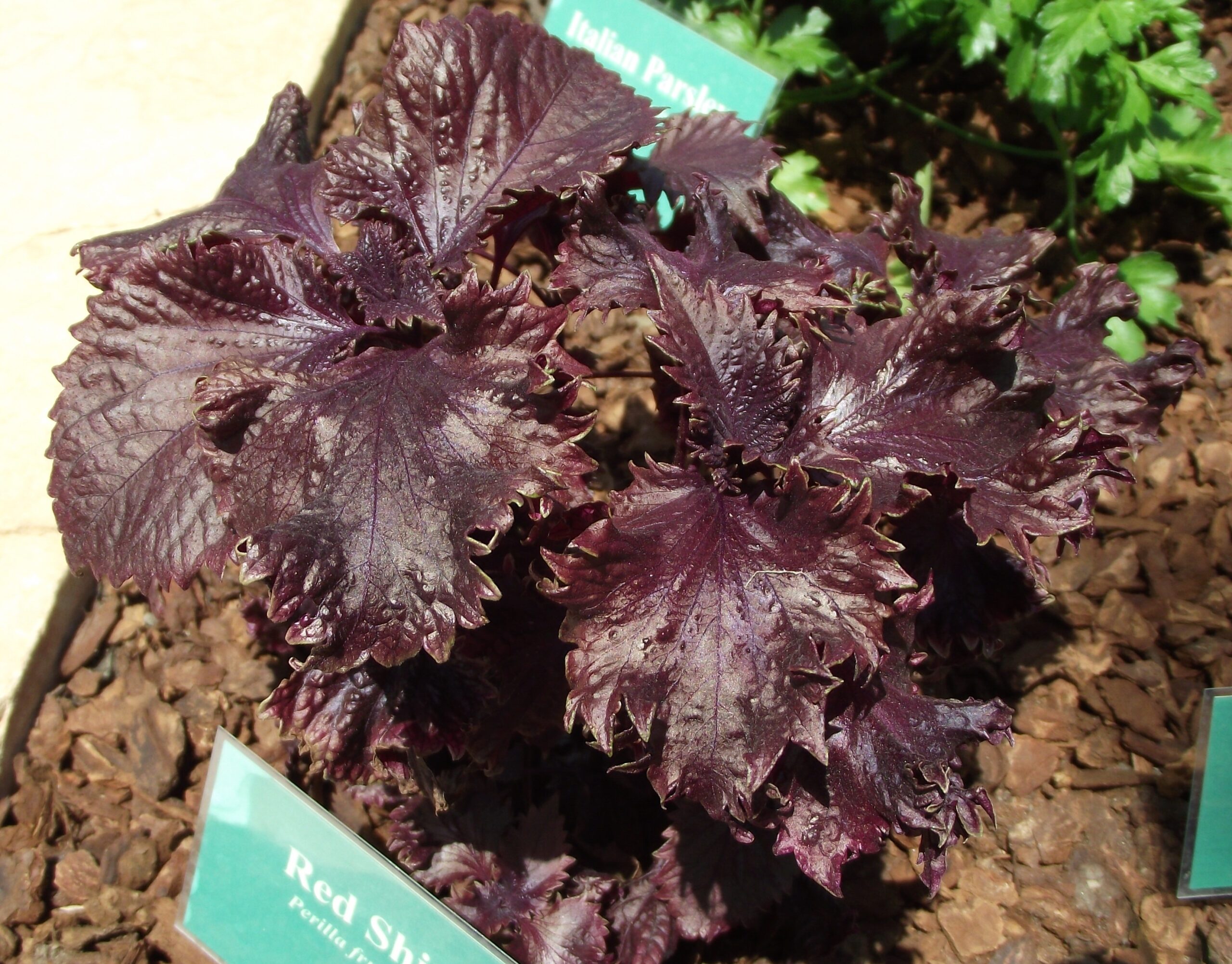 シソ（Perilla frutescens var. crispa）の植物画像